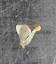  Petal and Stamen